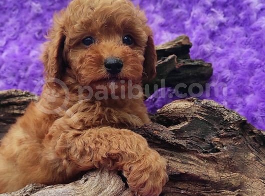EN GUZELİ EN HESAPLİSİ BİZDE TOY POODLE