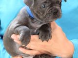 Blue French Bulldog Yavrusu