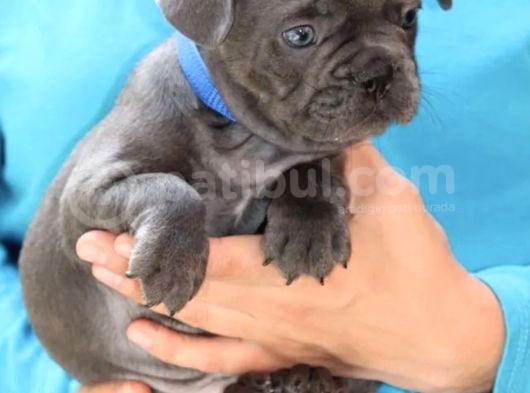 Blue French Bulldog Yavrusu görsel