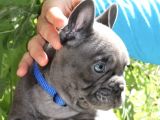 Blue French bulldog yavrusu