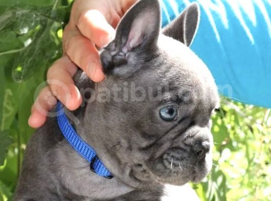 Blue French Bulldog Yavrusu