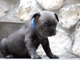Blue French Bulldog Yavrusu