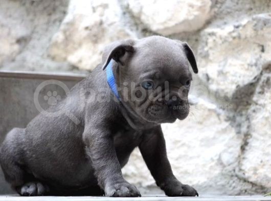 Blue French Bulldog Yavrusu görsel