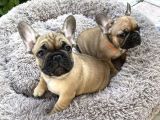 Kahverengi french bulldog yavrularımız
