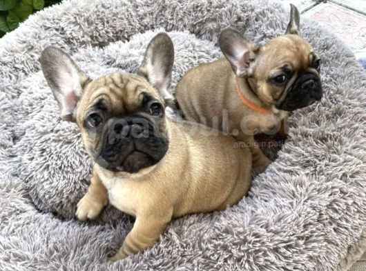 Kahverengi French Bulldog Yavrularımız
