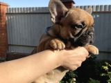 Kahverengi French Bulldog Yavrularımız
