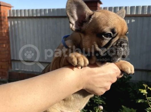 Kahverengi French Bulldog Yavrularımız görsel