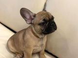 Kahverengi French Bulldog Yavrularımız