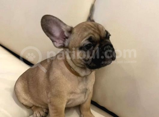 Kahverengi French Bulldog Yavrularımız görsel