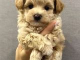 Dünyalar Tatlısı Maltipoo Bebekler