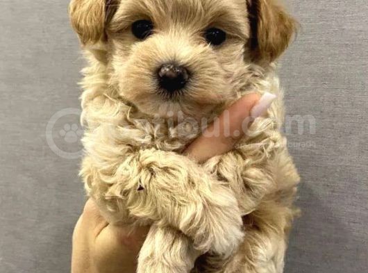 Dünyalar Tatlısı Maltipoo Bebekler görsel
