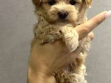 Dünyalar Tatlısı Maltipoo Bebekler