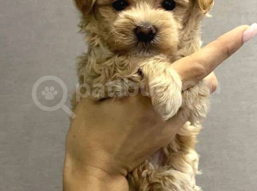 Dünyalar Tatlısı Maltipoo Bebekler görsel