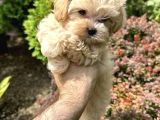 Dünyalar tatlısı Maltipoo bebekler
