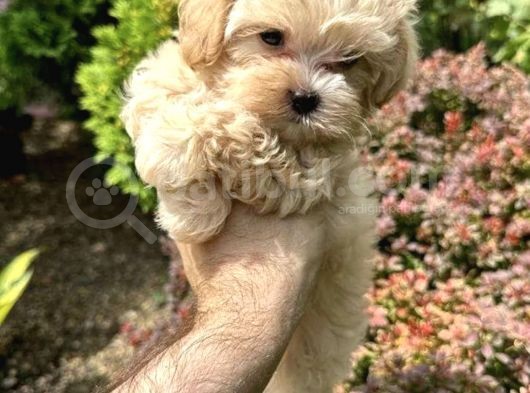 Dünyalar Tatlısı Maltipoo Bebekler