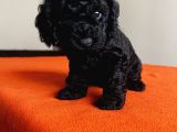 Safkan Black Toy Poodle Yavrular Ücretsiz Servis İmkanı