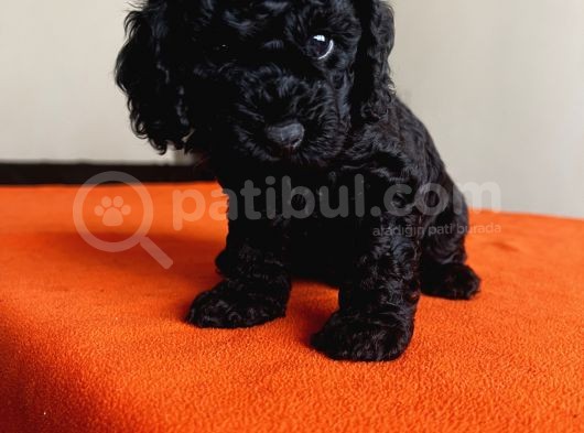 Safkan Black Toy Poodle Yavrular Ücretsiz Servis İmkanı görsel