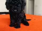 Safkan Black Toy Poodle Yavrular Ücretsiz Servis İmkanı