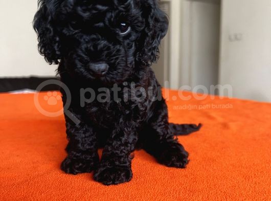 Safkan Black Toy Poodle Yavrular Ücretsiz Servis İmkanı görsel