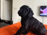 Safkan Black Toy Poodle Yavrular Ücretsiz Servis İmkanı