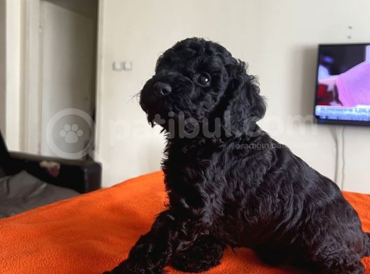 Safkan Black Toy Poodle Yavrular Ücretsiz Servis İmkanı görsel