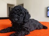 Safkan Black Toy Poodle Yavrular Ücretsiz Servis İmkanı