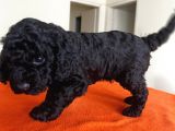 Safkan Black Toy Poodle Yavrular Ücretsiz Servis İmkanı