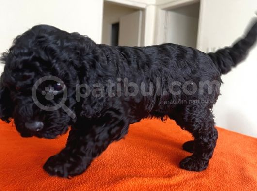 Safkan Black Toy Poodle Yavrular Ücretsiz Servis İmkanı görsel