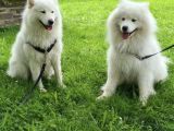 Irk Ve Sağlık Garantili Kar Beyazı Samoyed Yavrularım