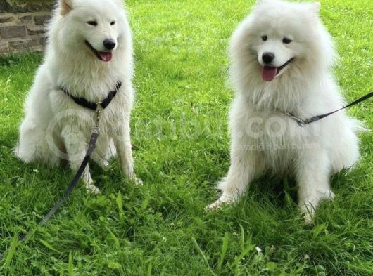 Irk Ve Sağlık Garantili Kar Beyazı Samoyed Yavrularım görsel