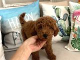 Tarçının Oğluşu Red Minyatür Poodle