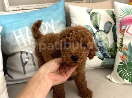 Tarçının Oğluşu Red Minyatür Poodle görsel