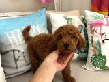 Tarçının Oğluşu Red Minyatür Poodle
