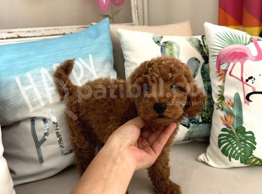 Tarçının Oğluşu Red Minyatür Poodle görsel