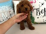 Tarçının Oğluşu Red Minyatür Poodle