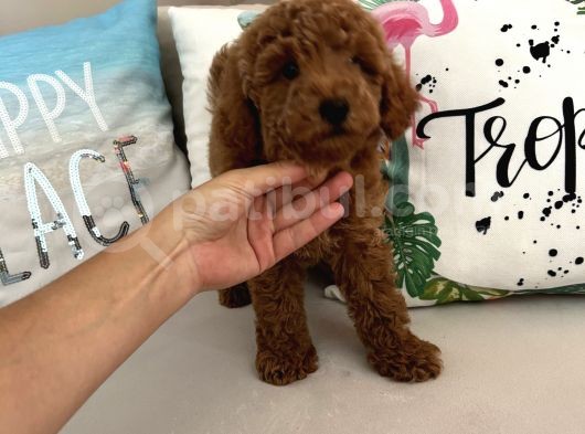 Tarçının Oğluşu Red Minyatür Poodle görsel