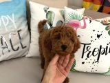Tarçının oğluşu red minyatür poodle