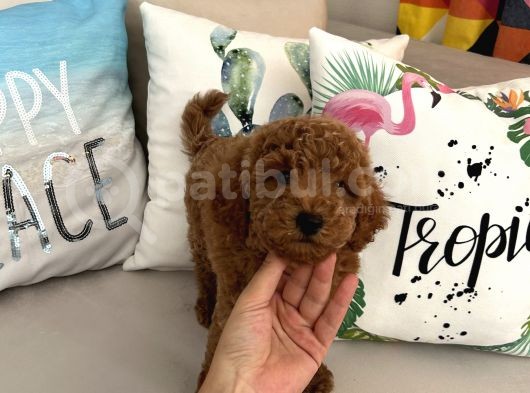 Tarçının Oğluşu Red Minyatür Poodle