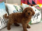 Tarçının Oğluşu Red Minyatür Poodle