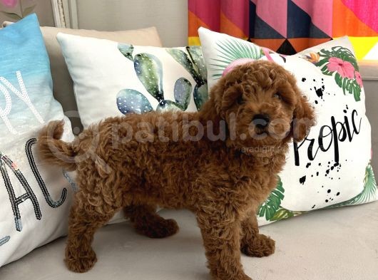 Tarçının Oğluşu Red Minyatür Poodle görsel