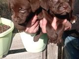 Labrador Yavrularimiz
