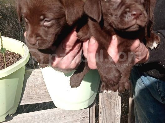Labrador Yavrularimiz görsel