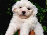 Sut Beyaz maltese terrier
