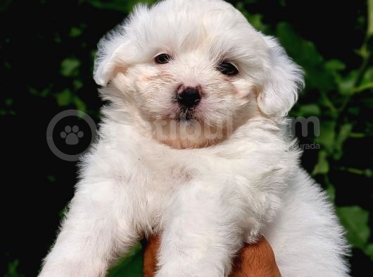 Sut Beyaz Maltese Terrier