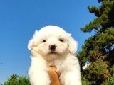 Sut Beyaz Maltese Terrier