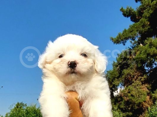 Sut Beyaz Maltese Terrier görsel