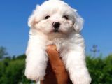 Sut Beyaz Maltese Terrier