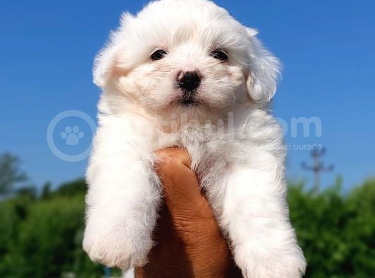 Sut Beyaz Maltese Terrier görsel