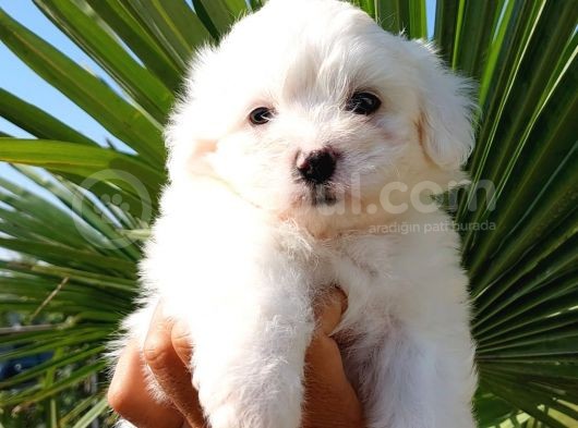 Sut Beyaz Maltese Terrier görsel