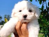 Maltese Terrier beyaz safkan